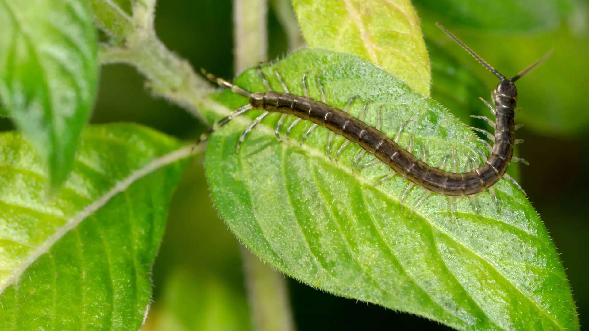 ಮುಖ್ಯಬಾಗಿಲಿನಿಂದ ಜರಿಹುಳು ಹೊರಬಂದರೆ ಅದೃಷ್ಟ