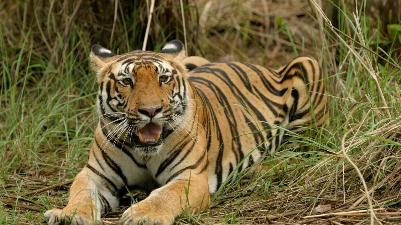 Kanha Tiger Reserve Credit Canva