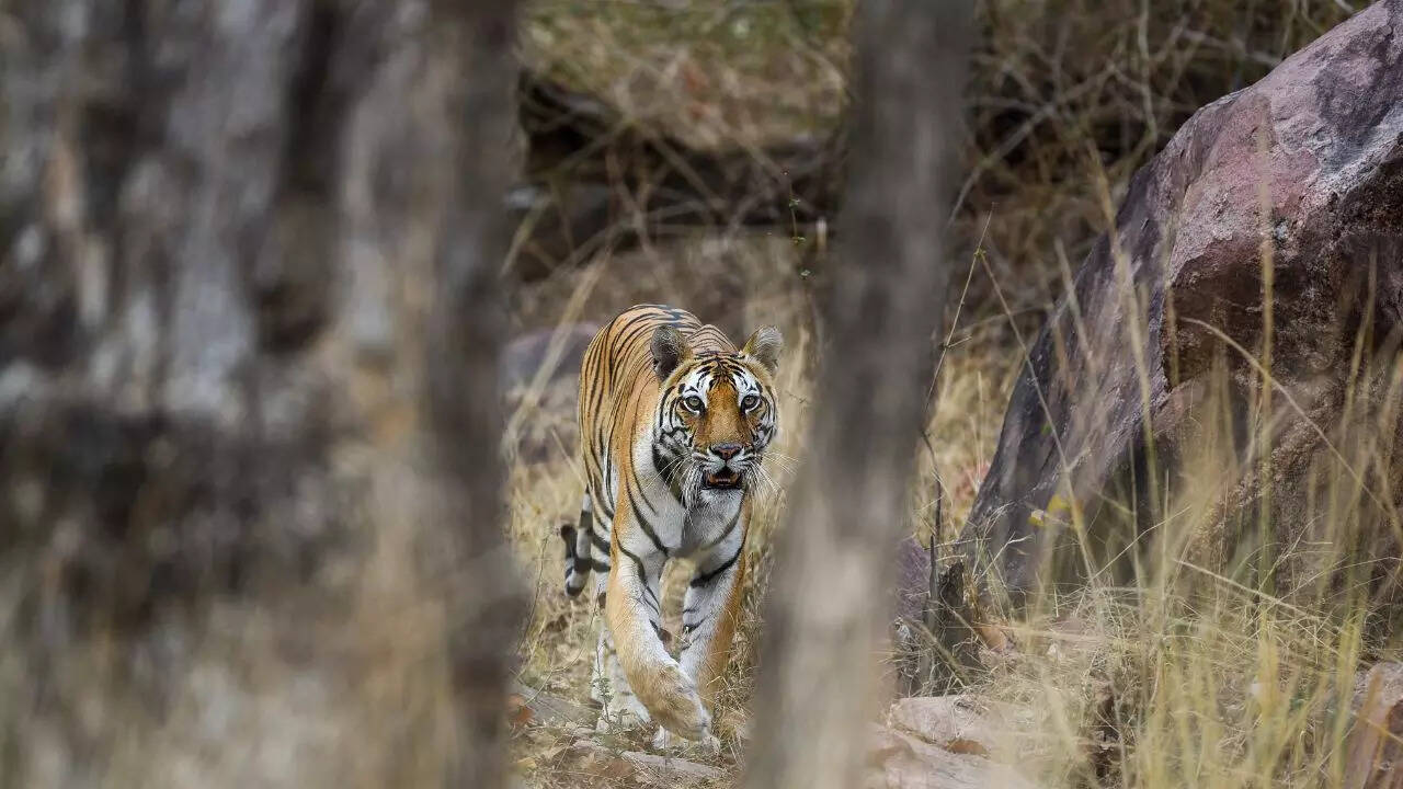 Panna Tiger Reserve Credit Canva