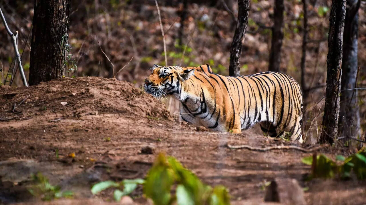 Screw Tiger Reserve Credit Canva