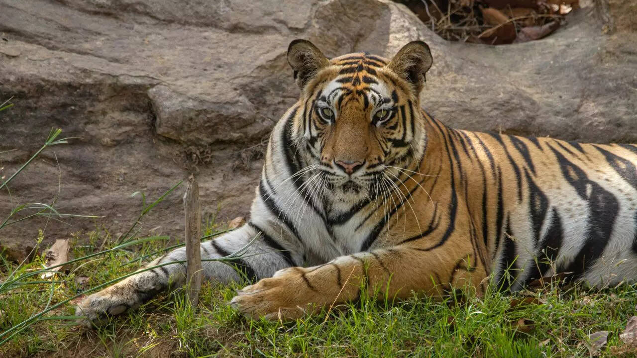 Sanjay Dubri Tiger Reserve Credit Canva