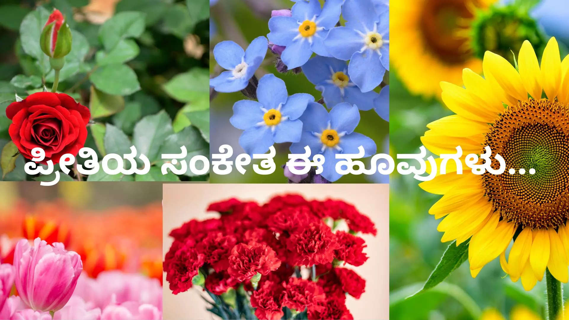 Love Signs From Flowers ಪ್ರೀತಿಯನ್ನು ಪ್ರತಿನಿಧಿಸುವ 10 ಸುಂದರ ಹೂವುಗಳು