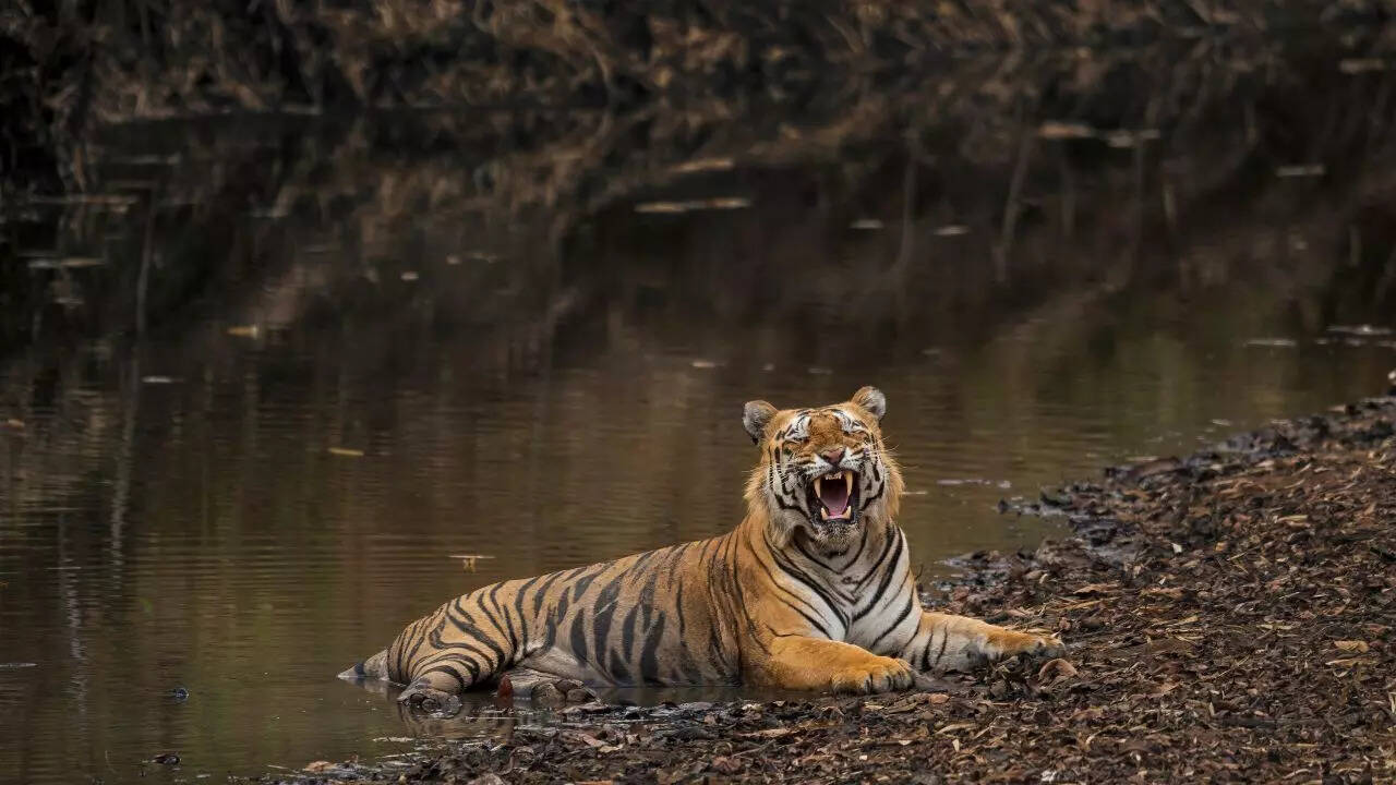 Satpura Tiger Reserve Credit Canva
