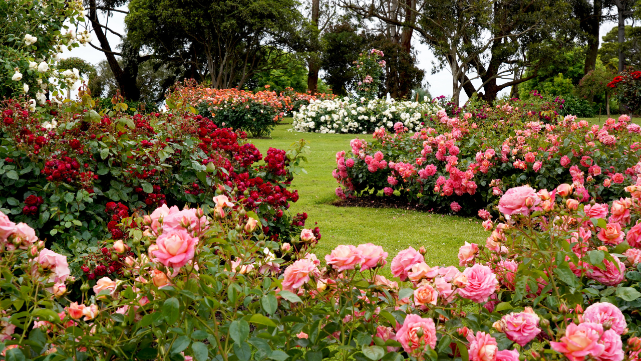 Rose Garden