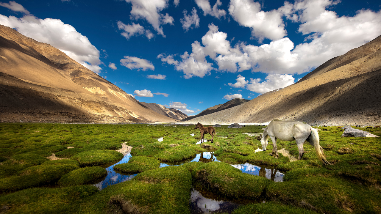 Pangong Tso Pangong Lake