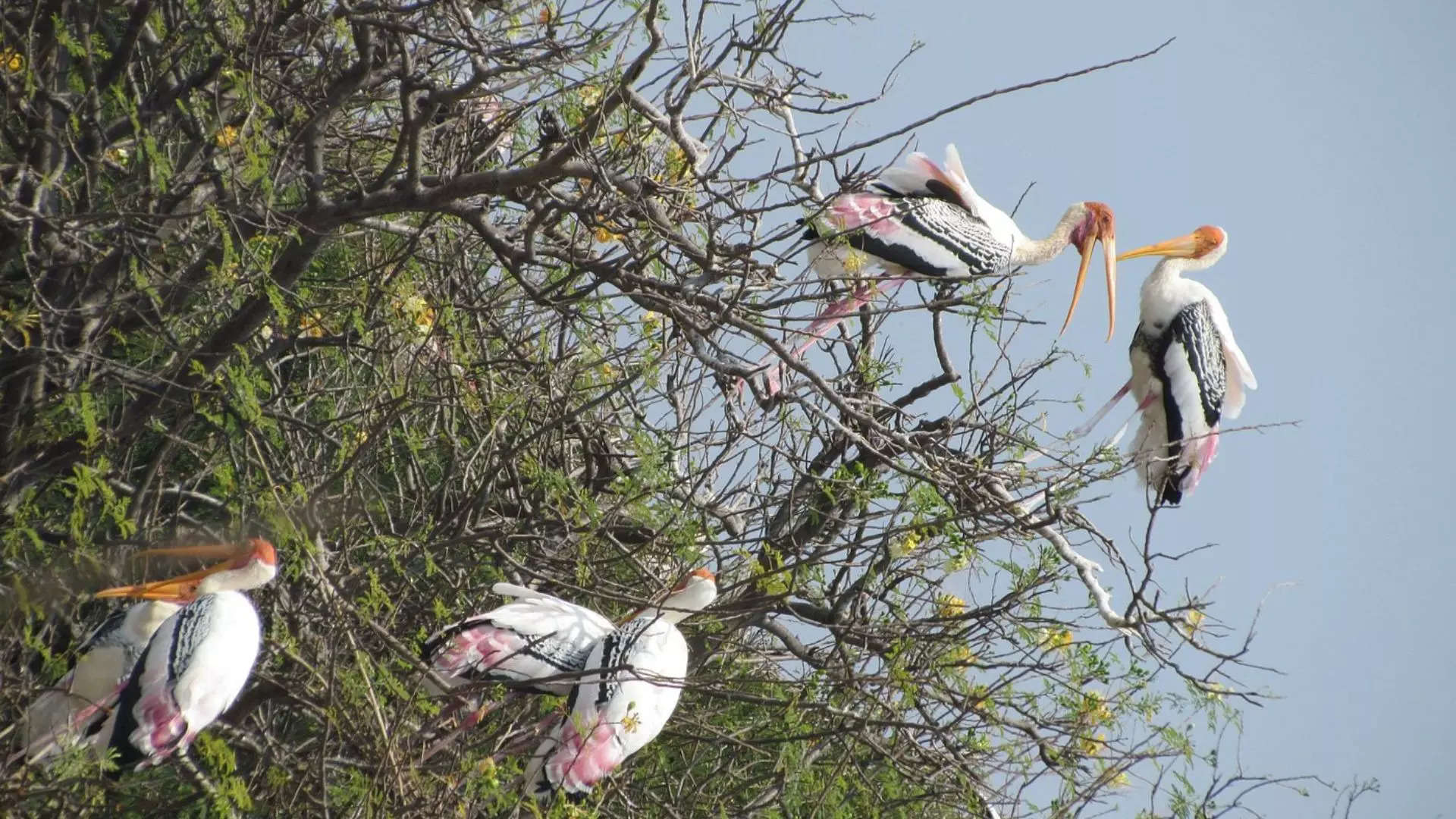 ಕೊಕ್ಕರೆ ಬೆಳ್ಳೂರು