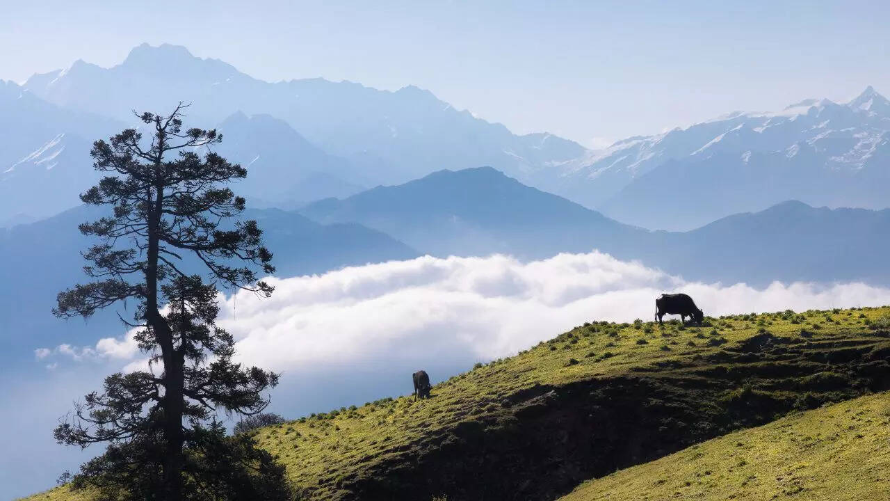 Dayara Bugyal Credit Canva