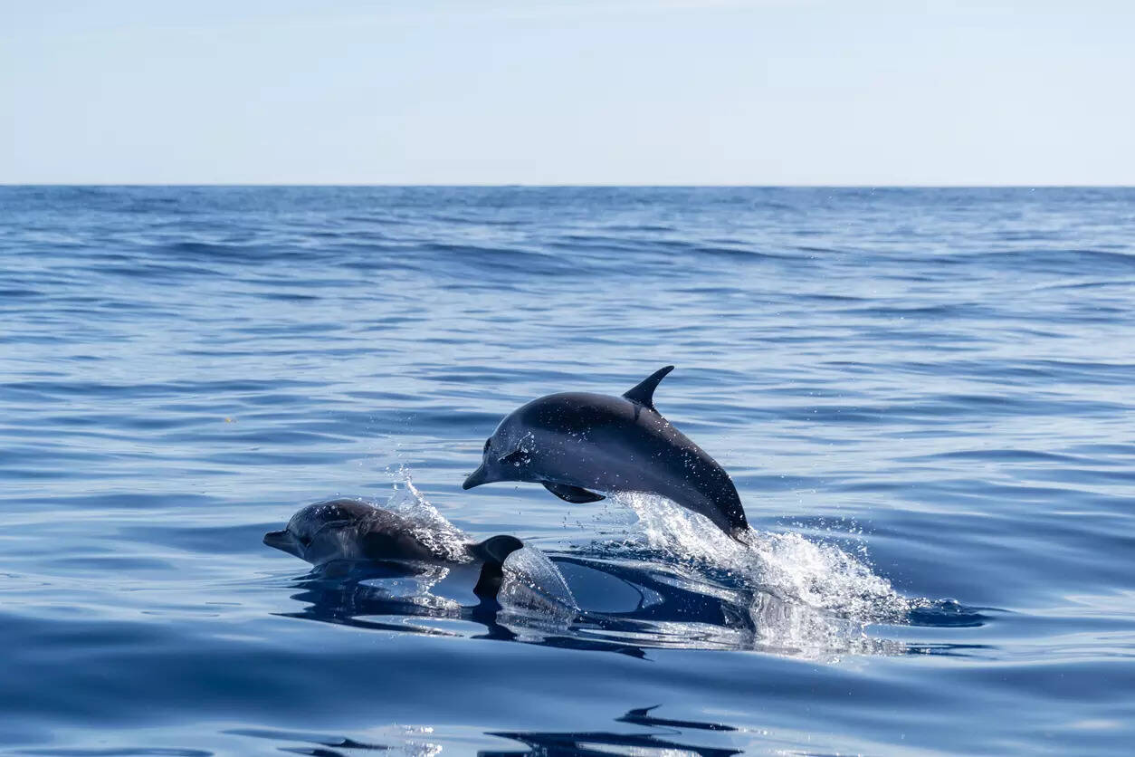 whale spotting