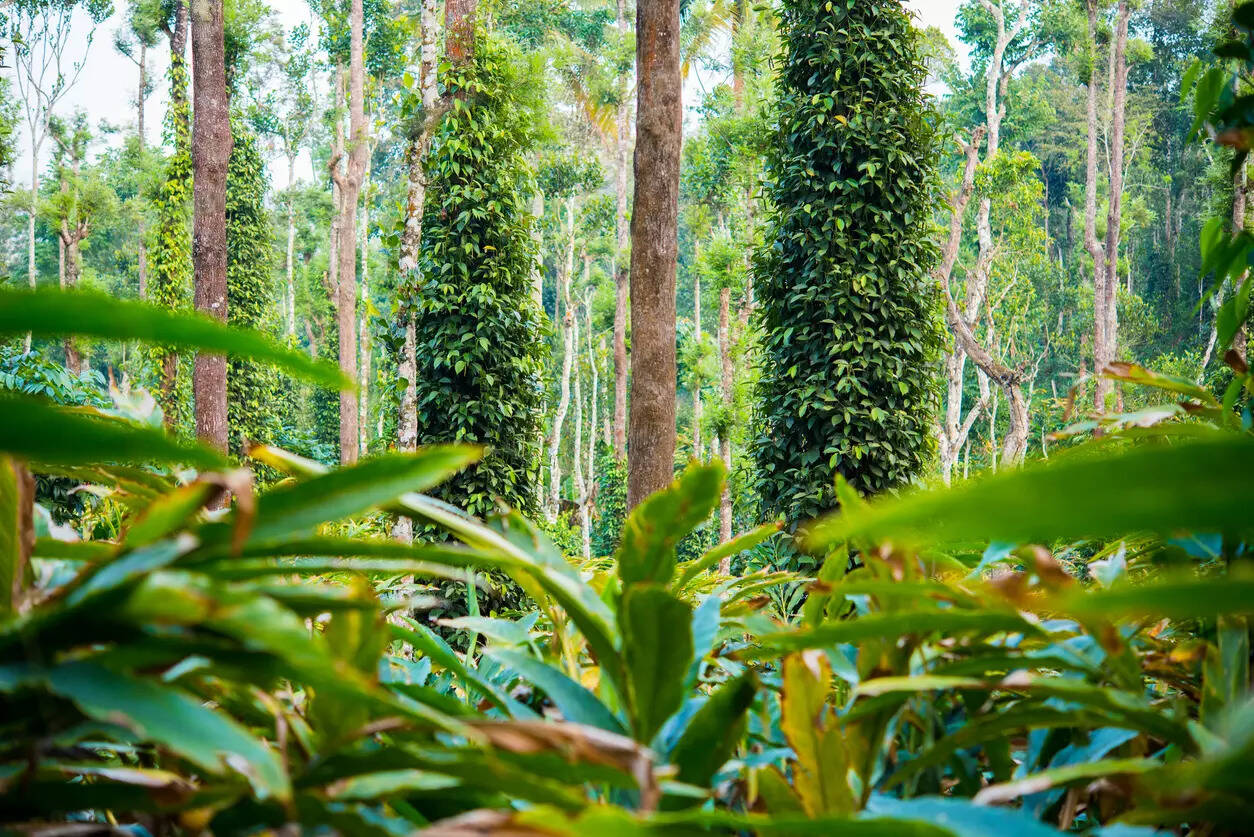 Kerala spice plantation image iStock