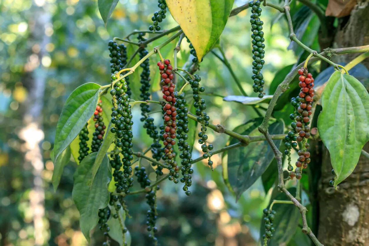 Spice plantations in Kerala Image iStock
