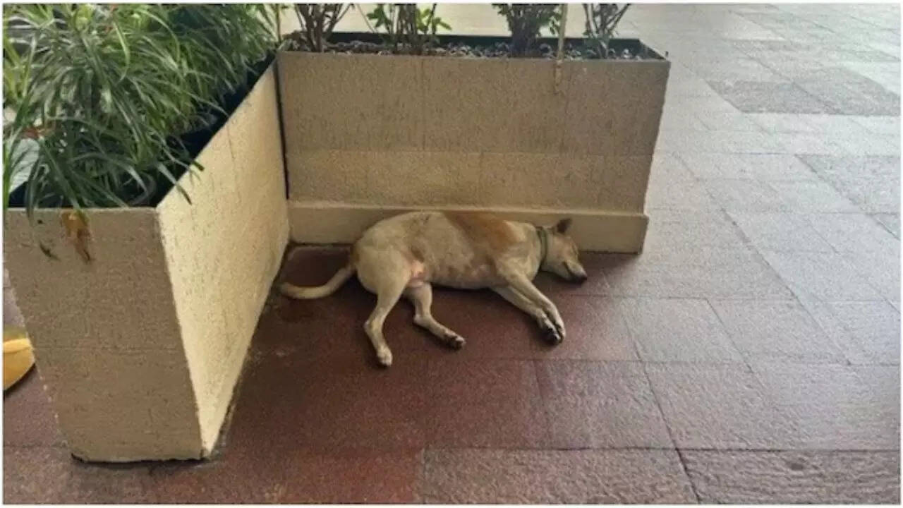 Mumbai's Taj Mahal hotel allows stray animals into its premises