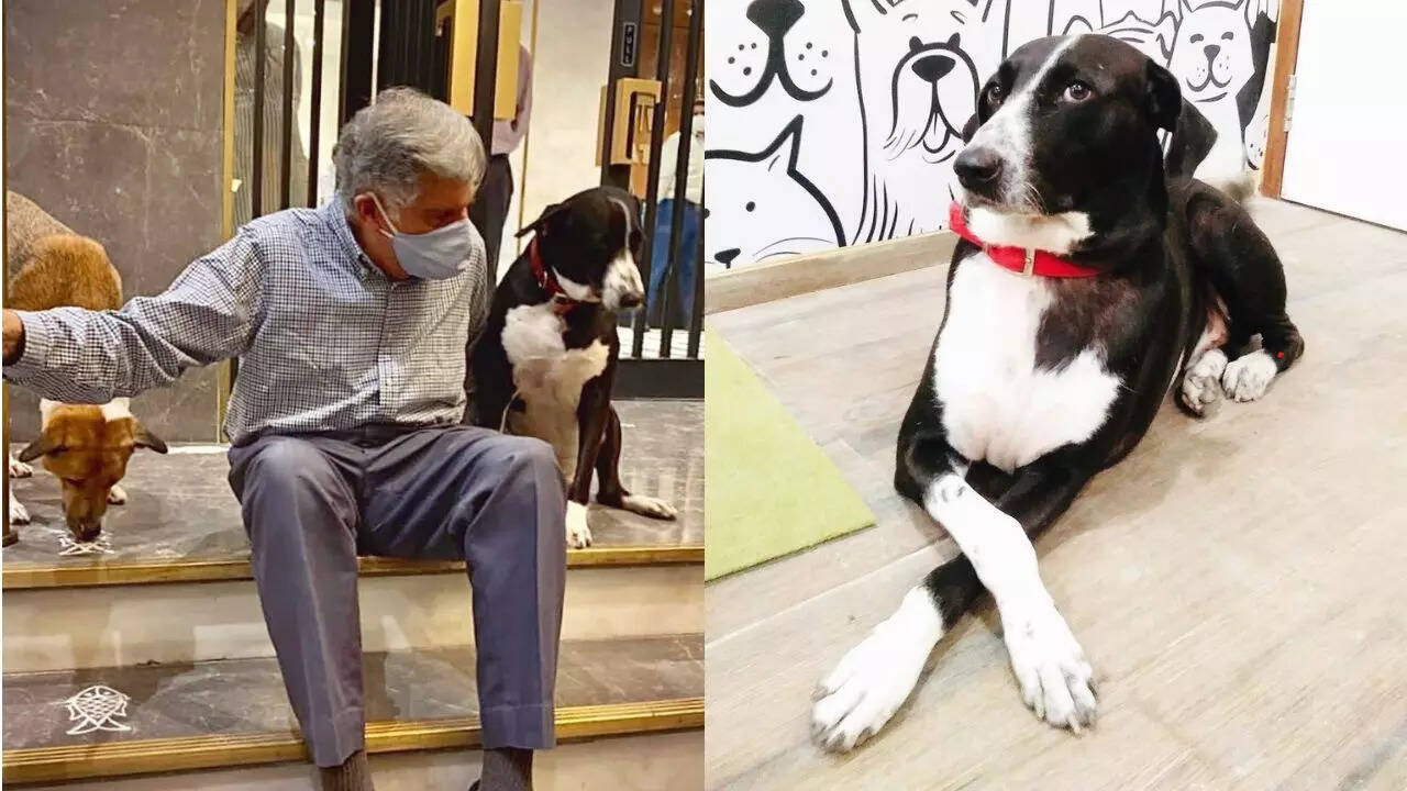 Tata opened Tata Trusts Small Animal Hospital in Mumbai in July