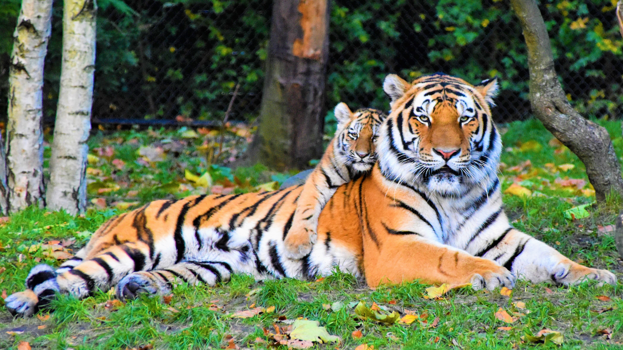 Pench Tiger Reserve Madhya Pradesh and Maharashtra