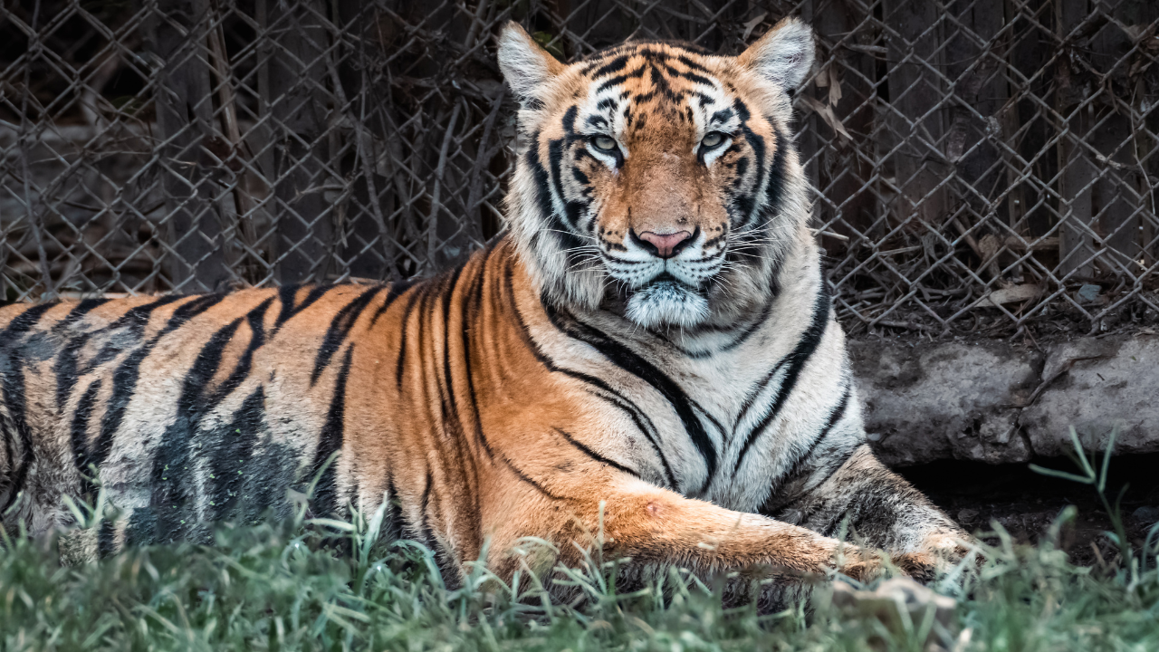 Nagarjunsagar-Srisailam Tiger Reserve Andhra Pradesh and Telangana