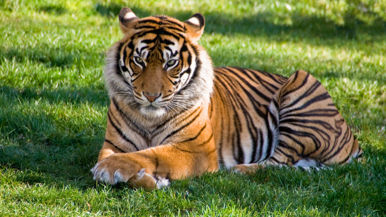 Sundarbans Tiger Reserve West Bengal