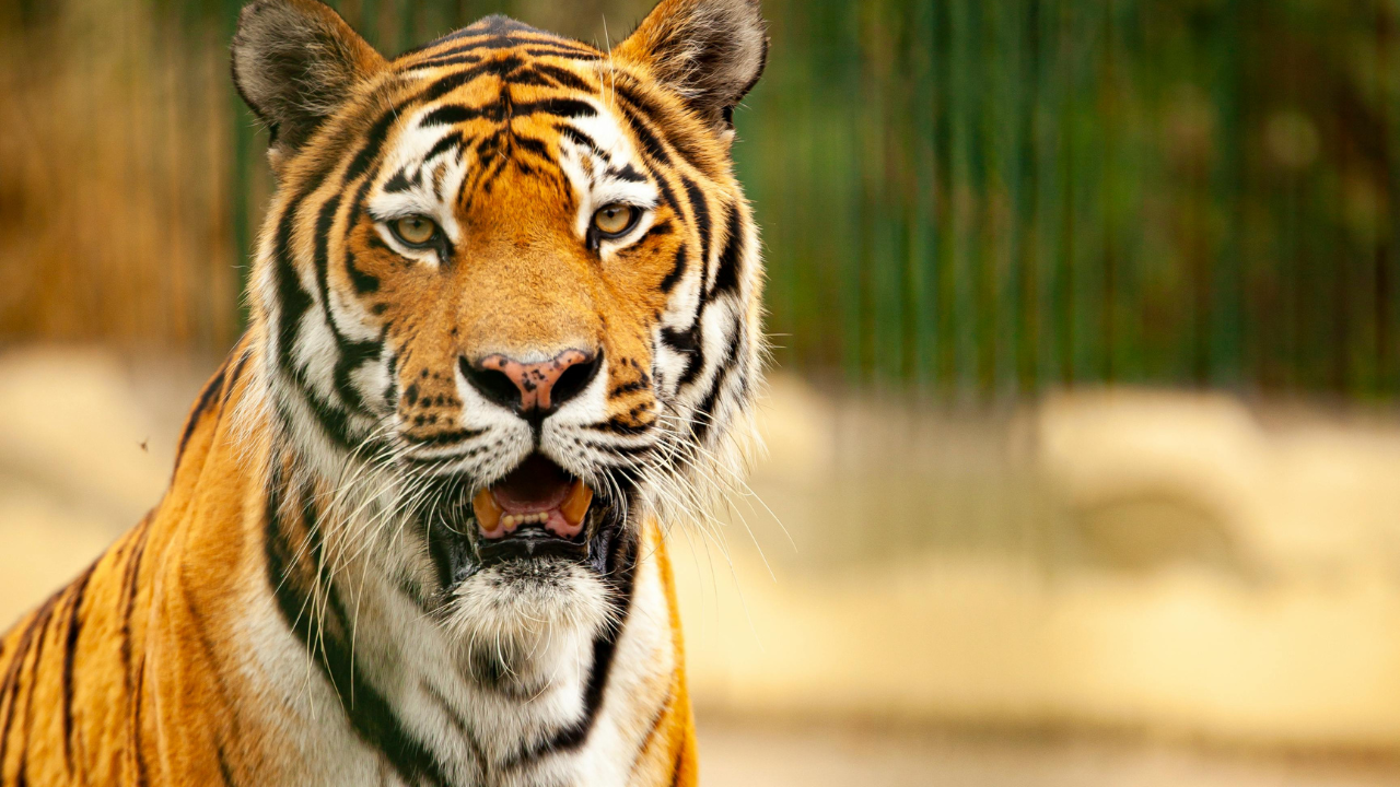 Kanha Tiger Reserve Madhya Pradesh