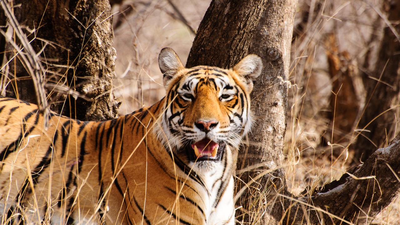 Bandhavgarh Tiger Reserve Madhya Pradesh