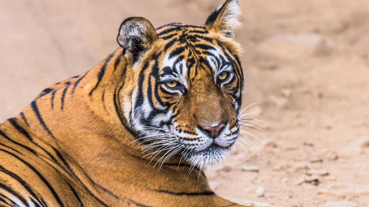 Ranthambore Tiger Reserve Rajasthan