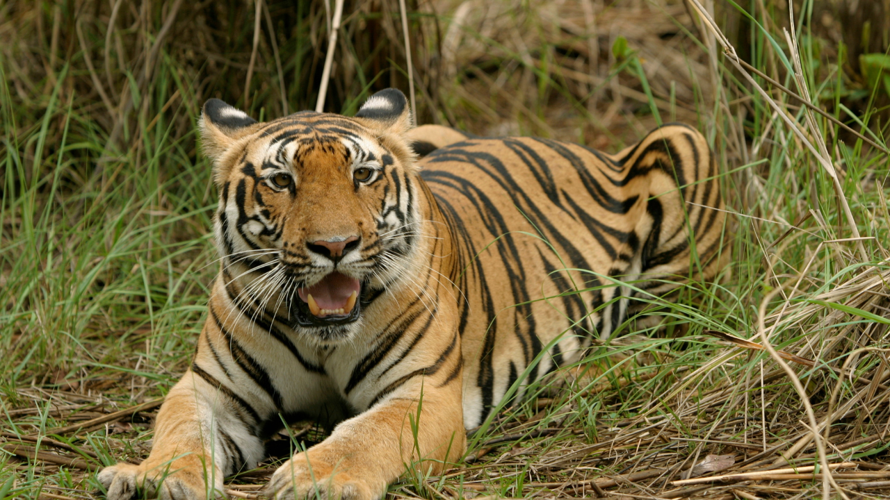 Corbett Tiger Reserve  Uttarakhand