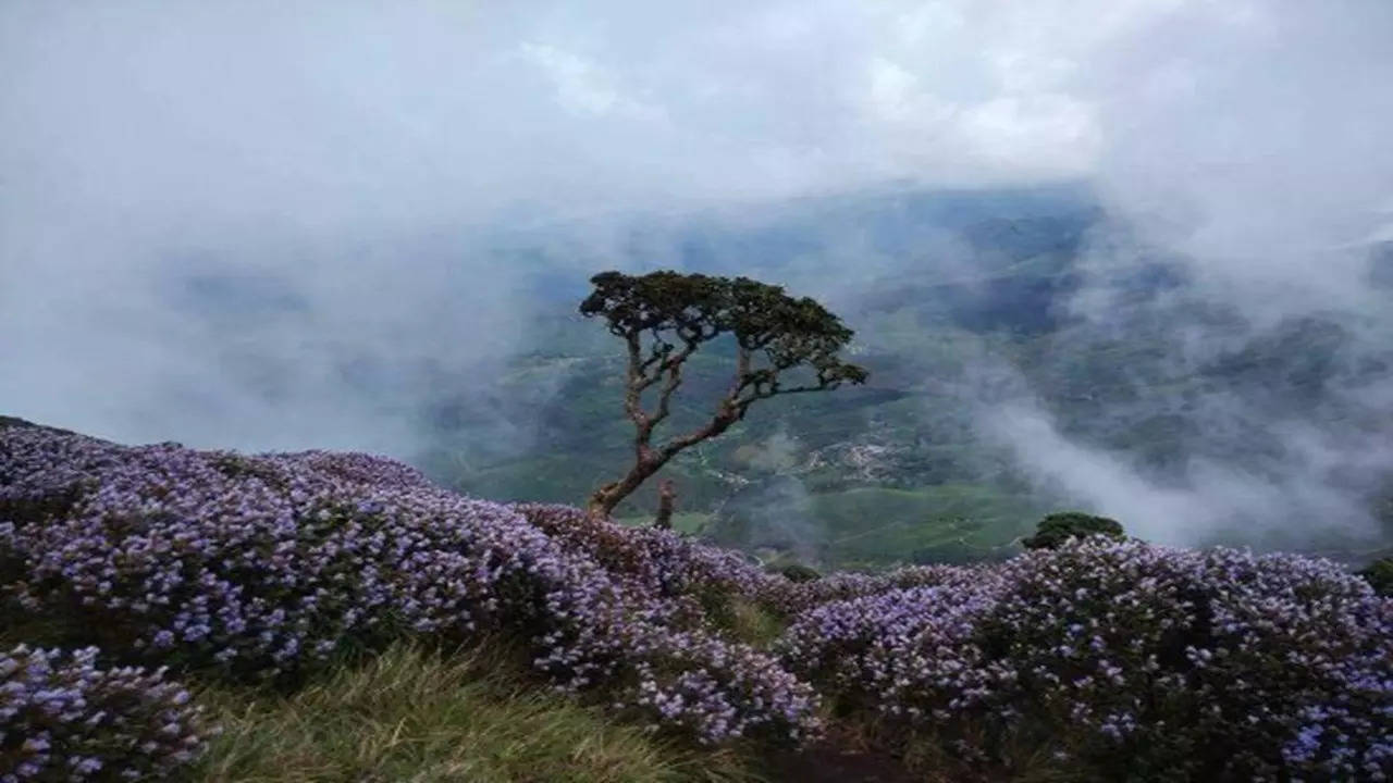 कुठे आढळते