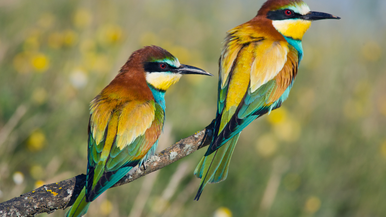 Vedanthangal Bird Sanctuary Tamil Nadu