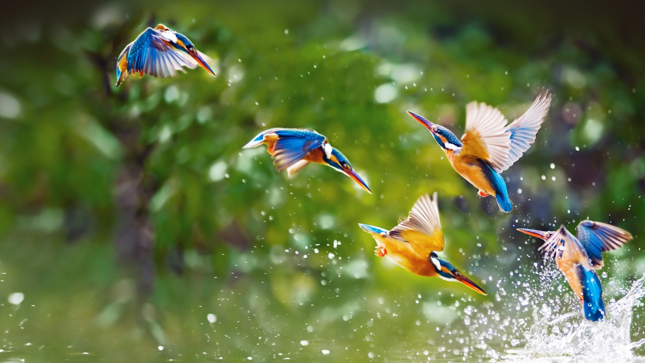 Pulicat Lake Bird Sanctuary Tamil Nadu