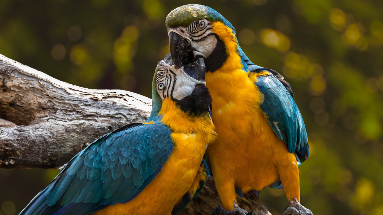 Kumarakom Bird Sanctuary Kerala