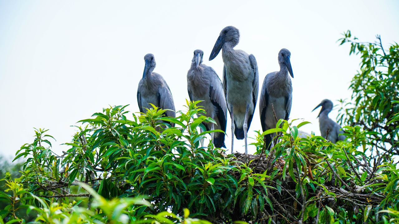 Chilika Lake Bird Sanctuary Odisha