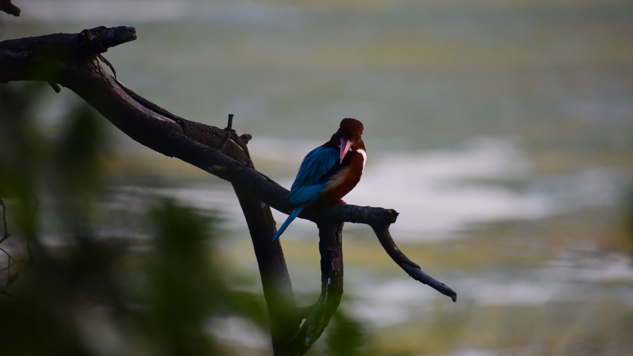 Bharatpur Bird Sanctuary Keoladeo National Park Rajasthan