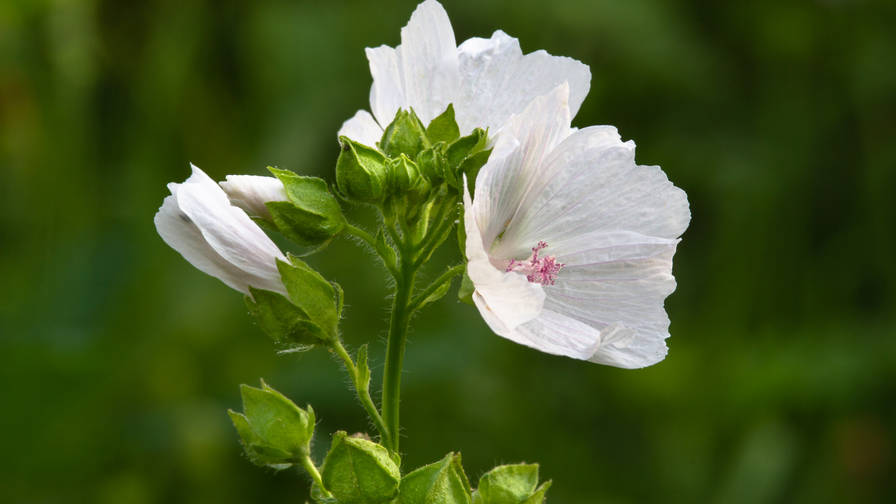 Women Perfumes Long Lasting Best 8 Notes You MUST Look For To Smell