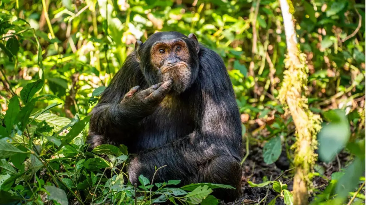 Arvind Mohandas with The Contemplative Chimpanzee