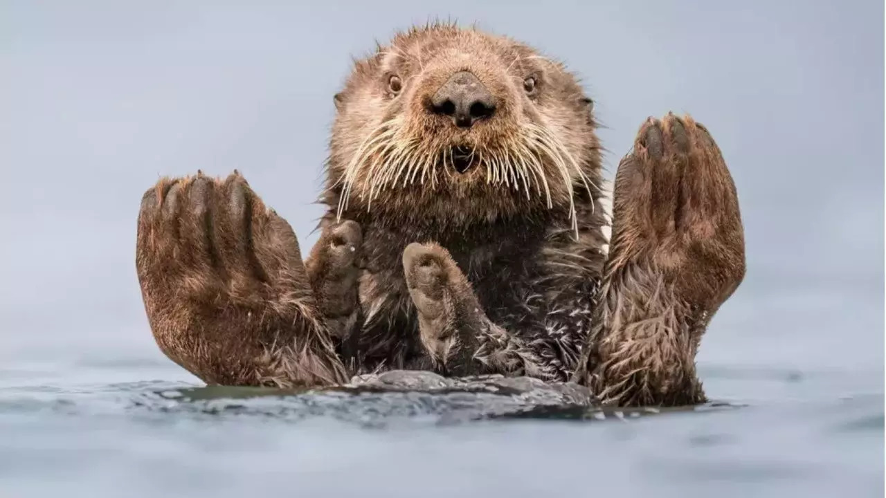 Charles Janson with Otter Guru