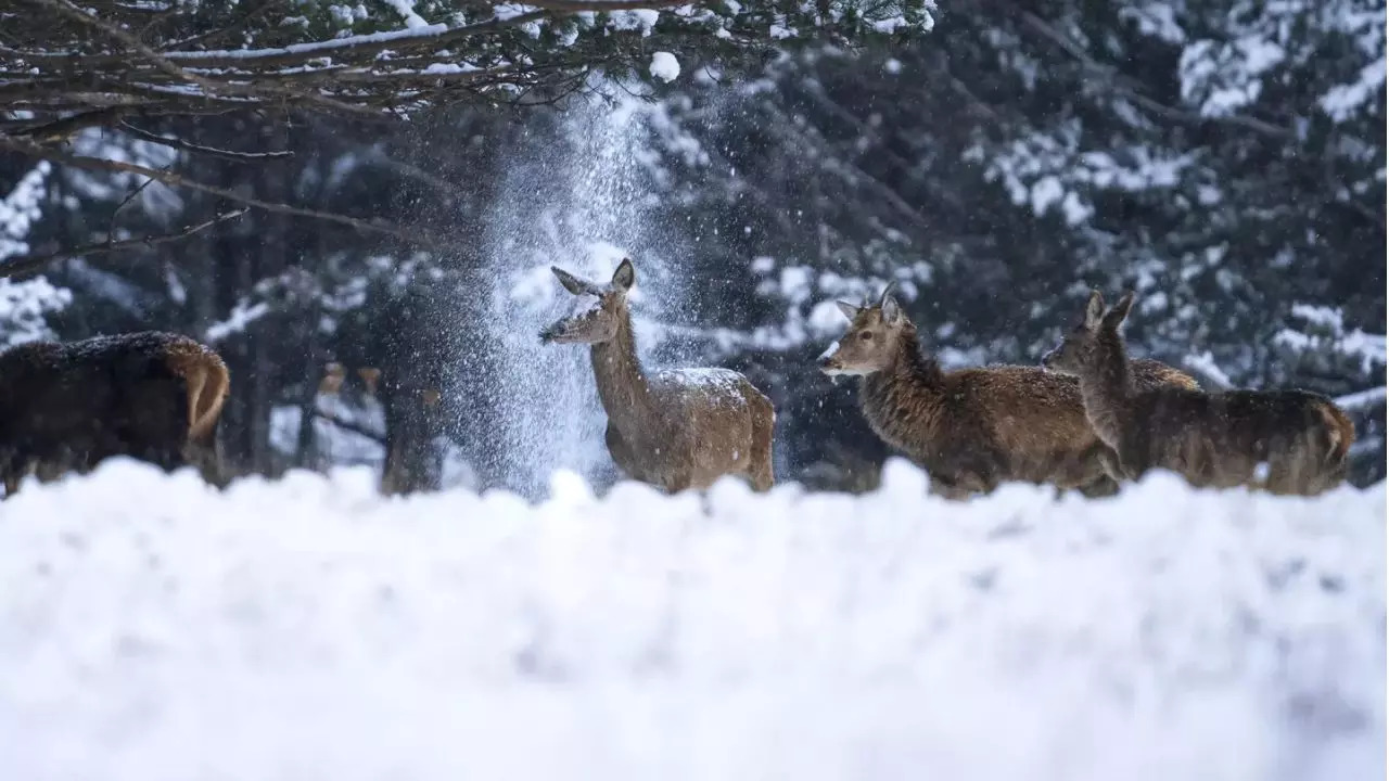 Corentin Revel with Cold Shower