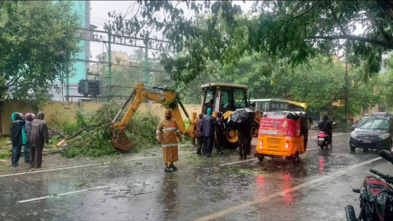 Damaged Trees In Chennai