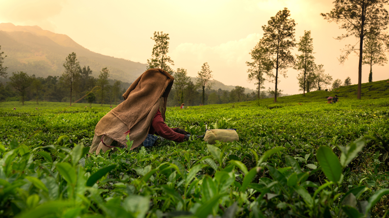 Wayanad Kerala