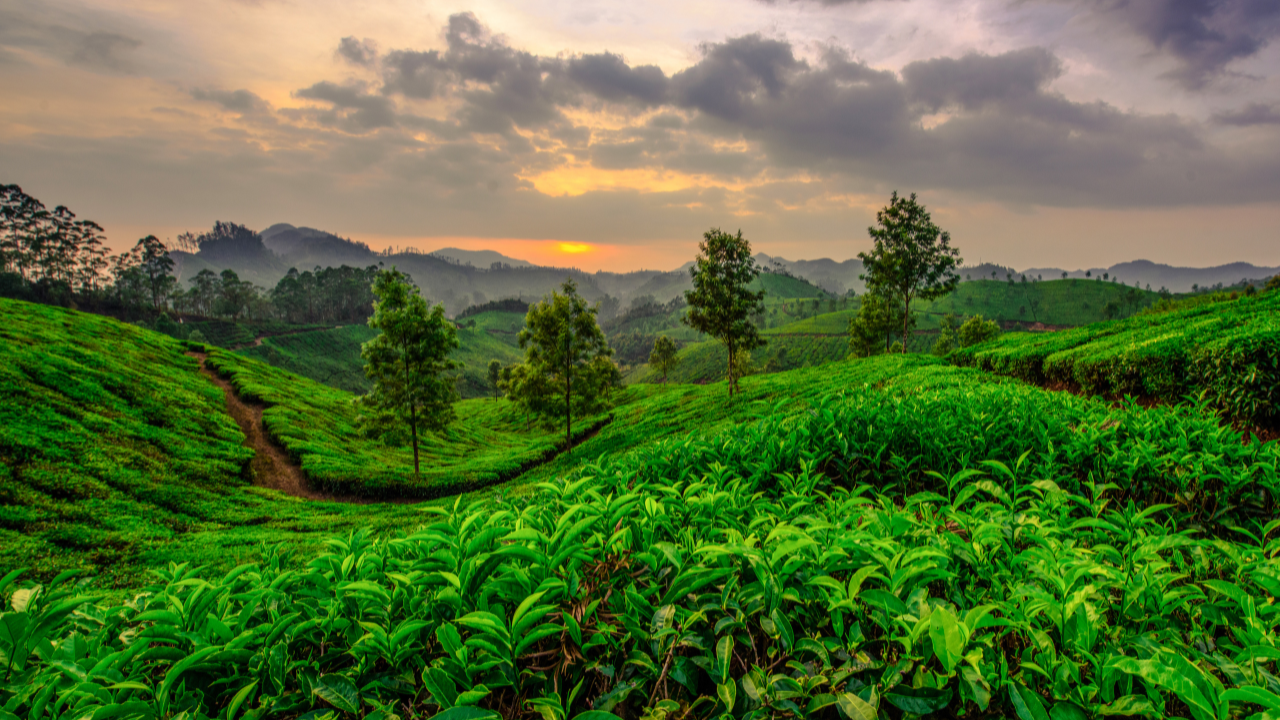 Munnar Kerala