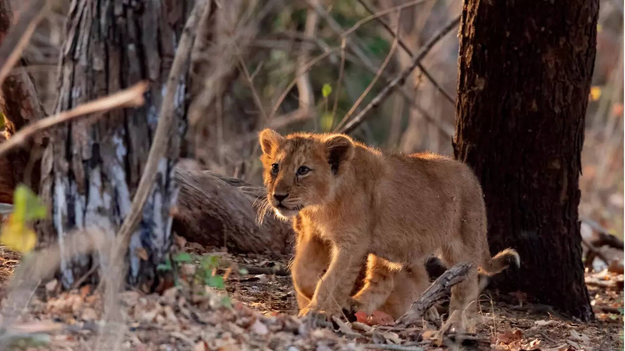 Gir National Park Credit Canva
