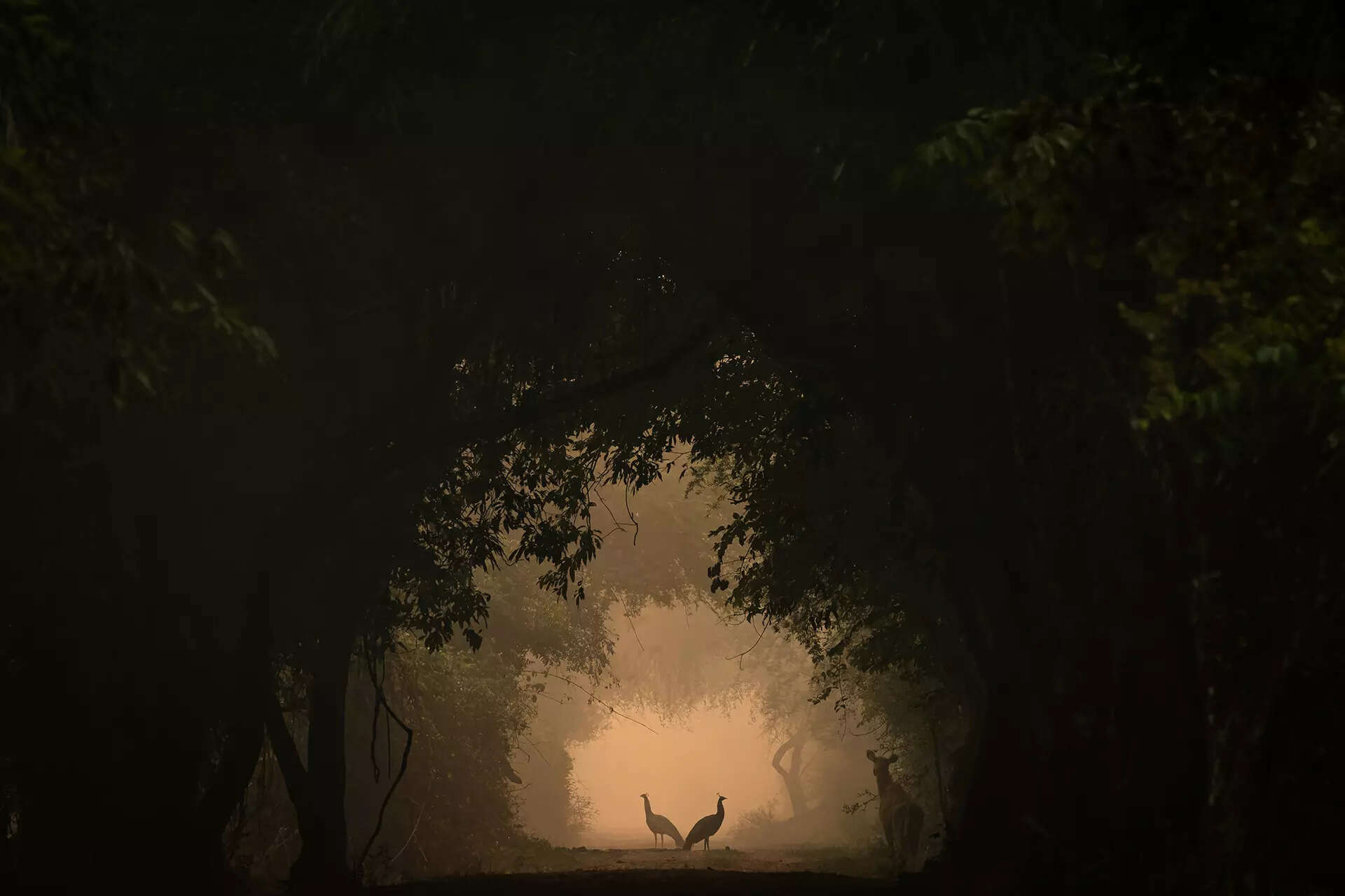 39In the Spotlight39 - The image that won Shreyovy an award