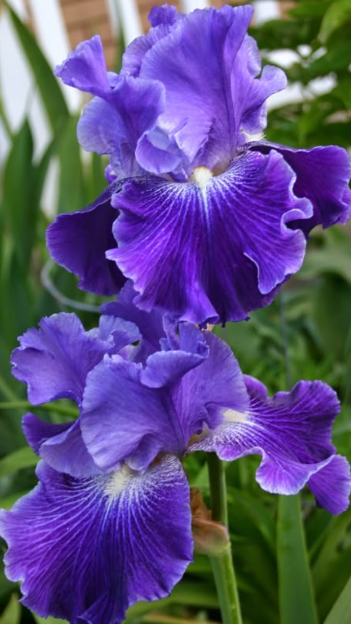 Iris