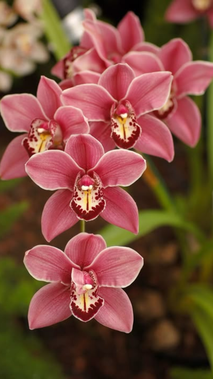 Orchid