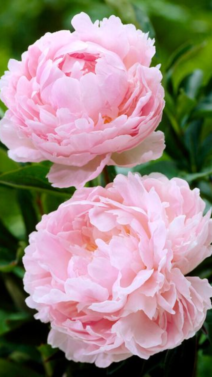 Peony