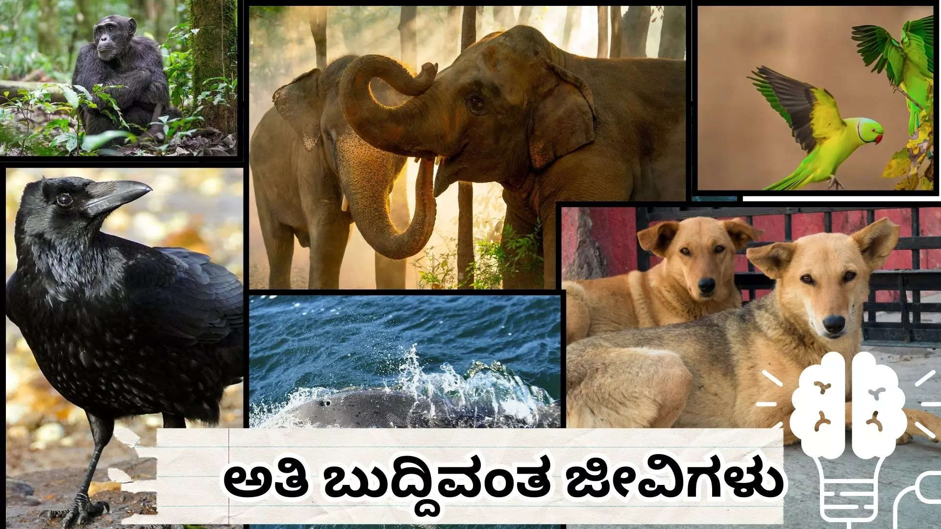 Smart Brainiest Animals ವಿಶ್ವದ ಅತೀ ಬುದ್ದಿವಂತ ಪ್ರಾಣಿ ಪಕ್ಷಿಗಳ ಪಟ್ಟಿ ಇಲ್ಲಿವೆ ಅವು ಯಾವುವು ತಿಳಿಯೋಣ 