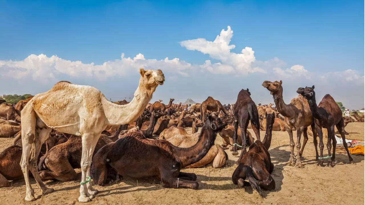 Pushkar Fair The Brightest Festival In Rajasthan Is All About Camels