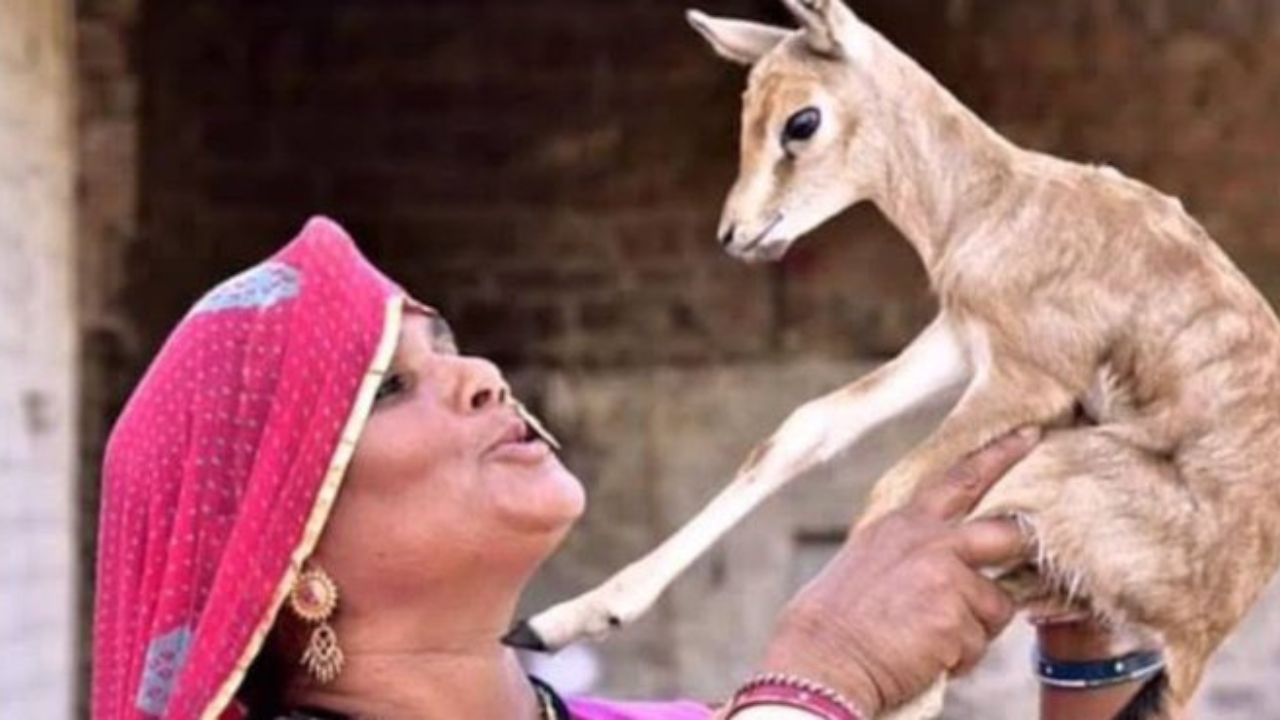 Link Between Black Buck  Bishnoi