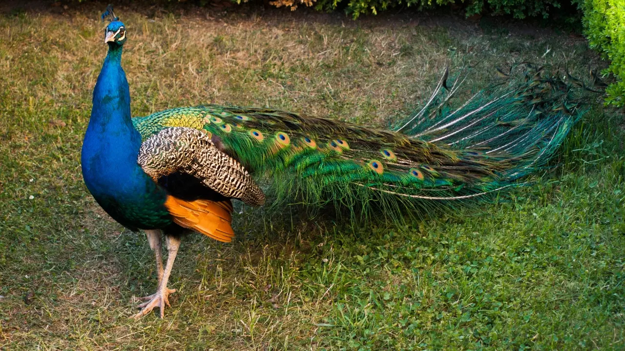 On the IUCN Red List the Indian Peafowl is classified as a species of Least Concern