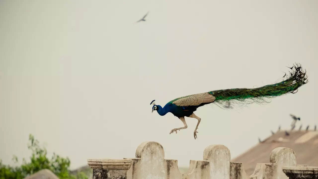 The Indian peafowl is listed as a Schedule I species under the Wildlife Protection Act 1972