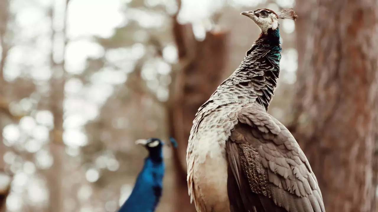 Peafowls attain sexual maturity three years after birth Peahens mature earlier than males