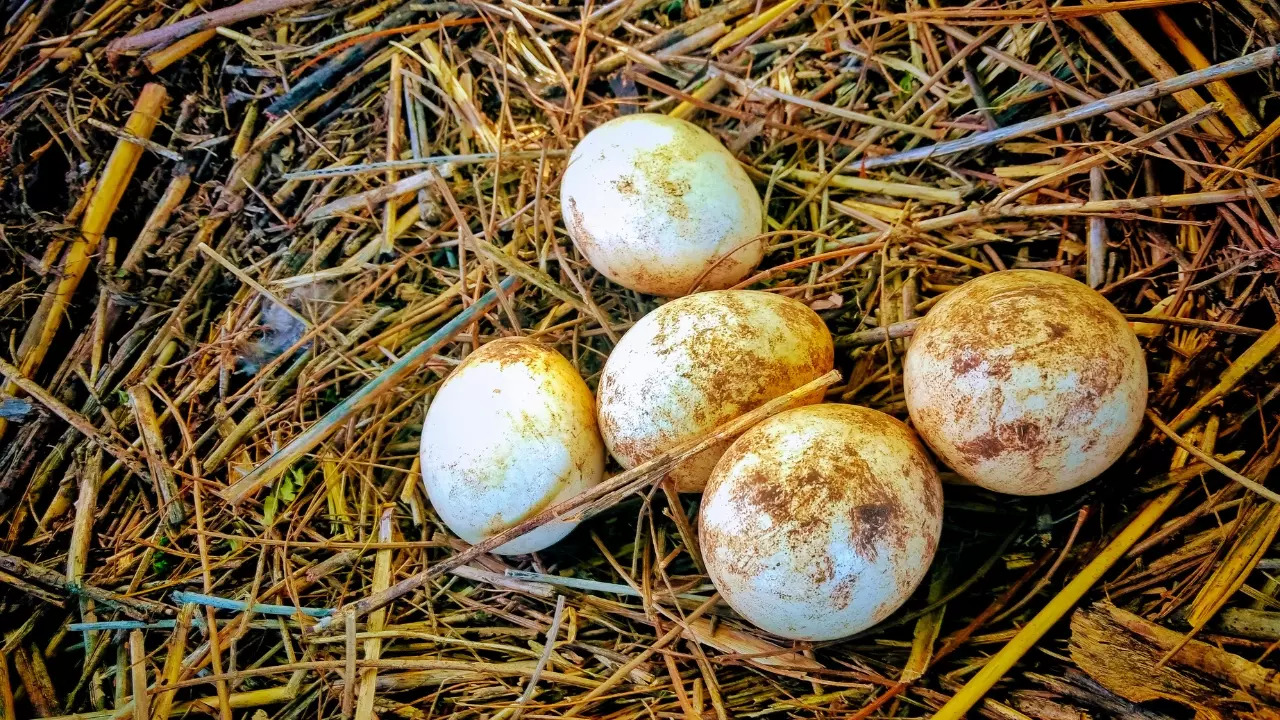 Indian peafowl eggs are typically incubated for 28 days before hatching