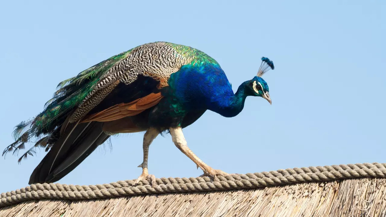 Now lets learn some basic facts about the Indian peafowl