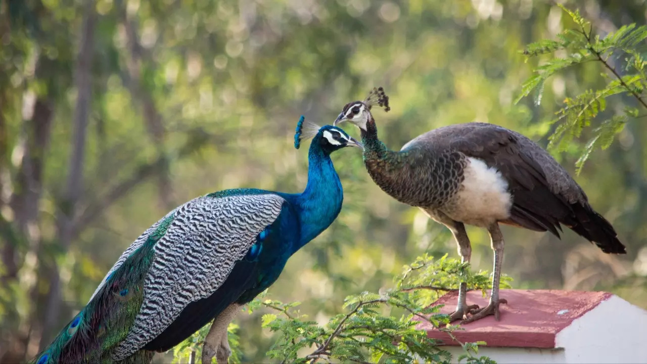 A male peacock is called a peafowl a female peahen